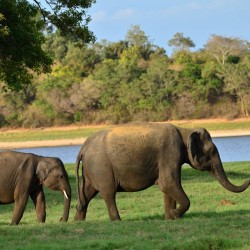 Assam Kaziranga 4N/5D ( 4N Kaziranga )