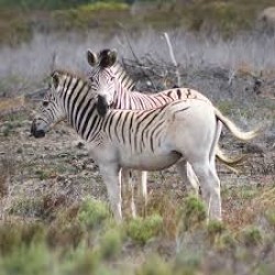 Plentiful in Assam  11N/12D ( 2N Manas,1N Guwahati, 2N Orang,2N Camp,2N Kaziranga, 1N Pobitora,1N Guwahati )