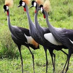 Magnificent Uganda  17N/18D