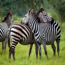 Amazing in Kaziranga 15N/16D ( 2N Delhi/Kolkata,1N Guwahati, 2N Manas,2N Camp,3N Kaziranga, 2N Dibru Saikhowa,2N Namdapha,1N Dibrugarh)