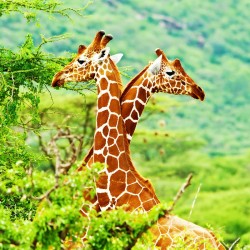 Jambo Kenya 4N/5D ( 1N Nairobi, 3N Masai Mara )