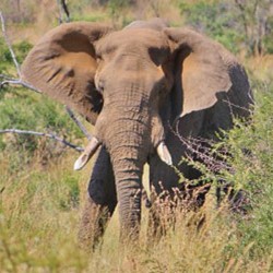 Continual Rwanda Wildlife 4N/5D ( 2N Akagera National Park, 2N Ruhengeri )