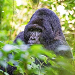 Exciting Trekking Safari 2N/3D ( 2N Bwindi )