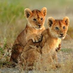 Ethiopia Kenyan  6N/7D ( 1N Nairobi, 2N Amboseli,1N Naivasha,2N Masai Mara )