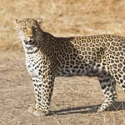 Fantastic Kenya & Tanzania 6N/7D ( 2N Amboseli,2N Ngorongoro, 1N Manyara,1N Nairobi)