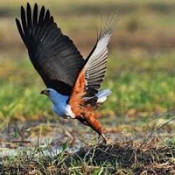 Spectacular Rwanda 7N/8D ( 1N Kigali, 1N Akagera National Park, 2N Nyungwe Forest National Park, 2N Volcanoes National Park, 1N hotel in Gisenyi ) 