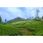 Ooty Tour From Cochin 2N/3D