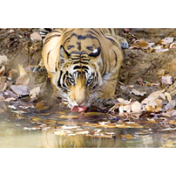 Corbett Wildlife Package 3N/4D