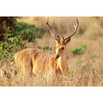 Corbett Wildlife Package 3N/4D