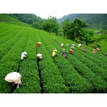 Darjeeling Gangtok Kalimpong Tour 5N/6D