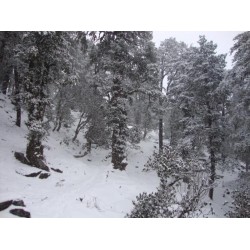  Winter trek to Kuari Pass + Skiing 5N/6D