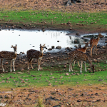 Tadoba Tiger Safari 2N/3D