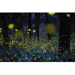 Fireflies Festival @ Girivan