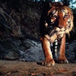 Tadoba Tiger Safari 2N/3D